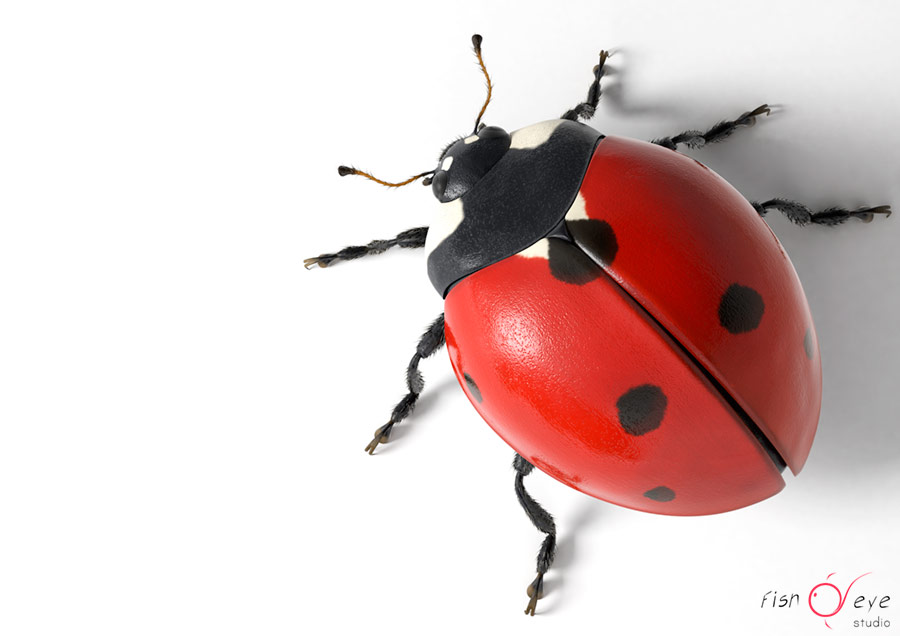 4,728 Lady Bug Wallpaper Images, Stock Photos, 3D objects, & Vectors