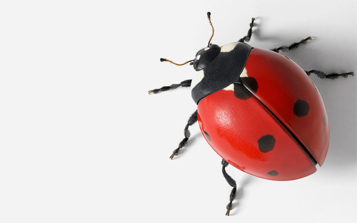 3D graphics service ladybug